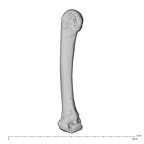 NH MER39 232 Piliocolobus preussi metacarpal second right ulnar