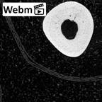 NH MER39 232 Piliocolobus preussi metacarpal second right ct stack movie