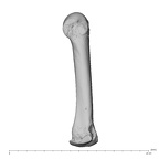 NH MER39 232 Piliocolobus preussi metacarpal third right radial