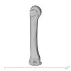 NH MER39 232 Piliocolobus preussi metacarpal third right ulnar