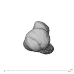 pisiform right