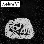 NH MER39 232 Piliocolobus preussi pisiform right ct stack movie