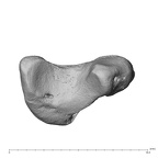 NH MER39 232 Piliocolobus preussi scaphoid right distal