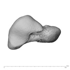 NH MER39 232 Piliocolobus preussi scaphoid right proximal