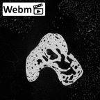 NH MER39 232 Piliocolobus preussi scaphoid right ct stack movie