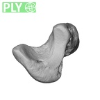 NH MER39 232 Piliocolobus preussi scaphoid right ply