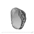 NH MER39 232 Piliocolobus preussi trapezium right ulnar