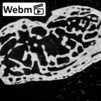 NH MER39 232 Piliocolobus preussi trapezium right ct stack movie