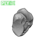 NH MER39 232 Piliocolobus preussi trapezium right ply