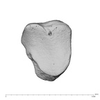 NH MER39 232 Piliocolobus preussi trapezoid right distal