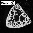 NH MER39 232 Piliocolobus preussi trapezoid right ct stack movie