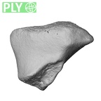 NH MER39 232 Piliocolobus preussi trapezoid right ply