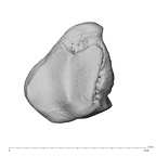 NH MER39 232 Piliocolobus preussi triquetrum right radial