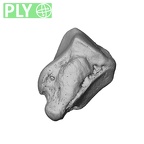 NH MER39 232 Piliocolobus preussi triquetrum right ply