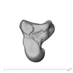 NH MER39 243 Piliocolobus preussi capitate right ulnar