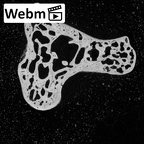 NH MER39 243 Piliocolobus preussi capitate right ct stack movie