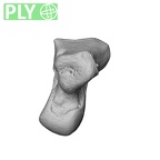 NH MER39 243 Piliocolobus preussi capitate right ply