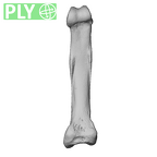 NH MER39 243 Piliocolobus preussi hand phalanx fifth proximal right ply
