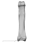 hand phalanx fourth proximal right