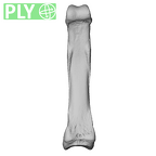 NH MER39 243 Piliocolobus preussi hand phalanx fourth proximal right ply