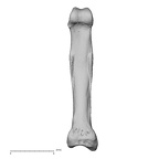 hand phalanx second proximal right