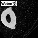 NH MER39 243 Piliocolobus preussi hand phalanx second proximal right ct stack movie