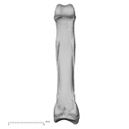 NH MER39 243 Piliocolobus preussi hand phalanx third proximal right palmar