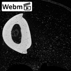 NH MER39 243 Piliocolobus preussi hand phalanx third proximal right ct stack movie