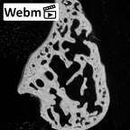 NH MER39 243 Piliocolobus preussi lunate right ct stack movie