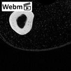 NH MER39 243 Piliocolobus preussi metacarpal fifth right ct stack movie