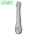 NH MER39 243 Piliocolobus preussi metacarpal first right ply