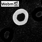 NH MER39 243 Piliocolobus preussi metacarpal fourth right ct stack movie