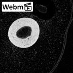 NH MER39 243 Piliocolobus preussi metacarpal second right ct stack movie