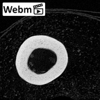 NH MER39 243 Piliocolobus preussi metacarpal third right ct stack movie