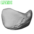NH MER39 243 Piliocolobus preussi os centrale right ply