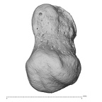 pisiform right