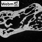 NH MER39 243 Piliocolobus preussi pisiform right ct stack movie