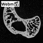 NH MER39 243 Piliocolobus preussi scaphoid right ct stack movie