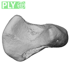 NH MER39 243 Piliocolobus preussi scaphoid right ply