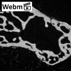 NH MER39 243 Piliocolobus preussi trapezium right ct stack movie