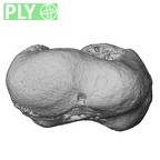 NH MER39 243 Piliocolobus preussi trapezium right ply
