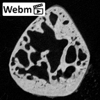 NH MER39 243 Piliocolobus preussi trapezoid right ct stack movie