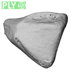 NH MER39 243 Piliocolobus preussi trapezoid right ply