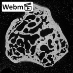 NH MER39 243 Piliocolobus preussi triquetrum right ct stack movie