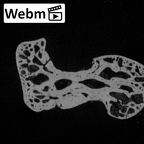 NH MER39 246 Piliocolobus preussi capitate left ct stack movie