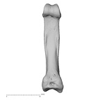NH MER39 246 Piliocolobus preussi hand phalanx fifth proximal left palmar