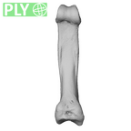 NH MER39 246 Piliocolobus preussi hand phalanx fifth proximal left ply