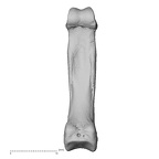 hand phalanx fourth proximal left