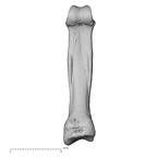 hand phalanx second proximal left