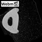 NH MER39 246 Piliocolobus preussi hand phalanx second proximal left ct stack movie